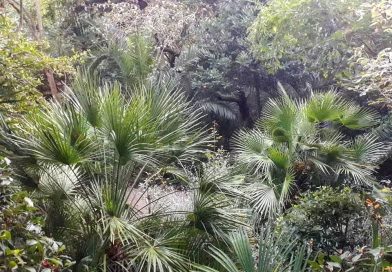 Il Giardino delle palme