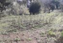 Al Parco paesaggistico di Loreto Aprutino sono stati piantati 200 nuovi alberi e arbusti per riforestare aree recuperate dal degrado.