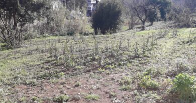 Al Parco paesaggistico di Loreto Aprutino sono stati piantati 200 nuovi alberi e arbusti per riforestare aree recuperate dal degrado.